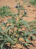 Anchusa thessala