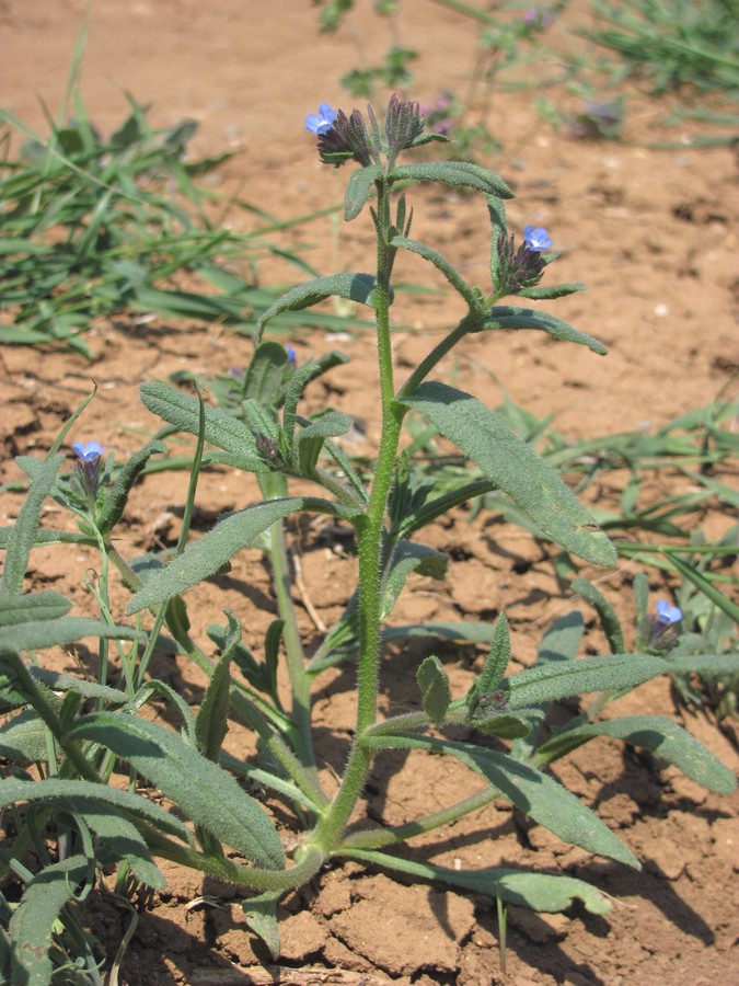 Image of Anchusa thessala specimen.