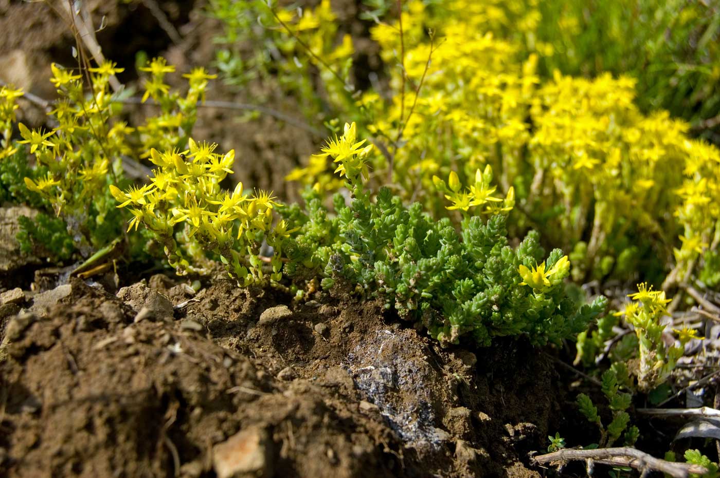 Image of Sedum acre specimen.