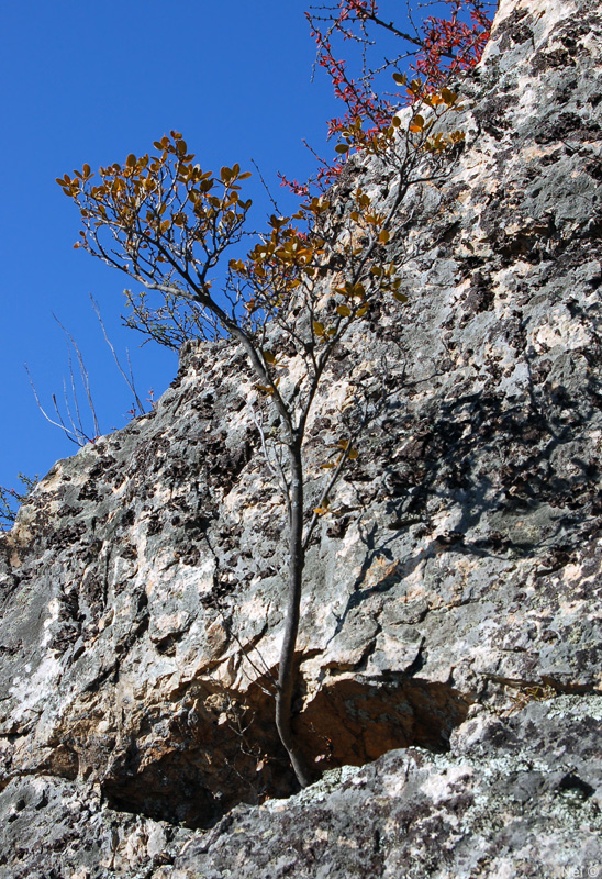 Image of Rhododendron ledebourii specimen.