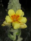 Verbascum ovalifolium