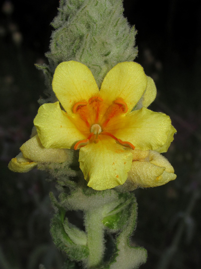 Изображение особи Verbascum ovalifolium.