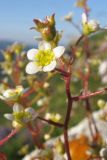 Saxifraga cartilaginea. Цветок. Республика Адыгея, Кавказский биосферный заповедник, северо-восточный склон горы Оштен, известняковые скальные выходы в переходной зоне от субальпийского к альпийскому поясу, выс. ≈ 2300 м н.у.м. 18.07.2015.