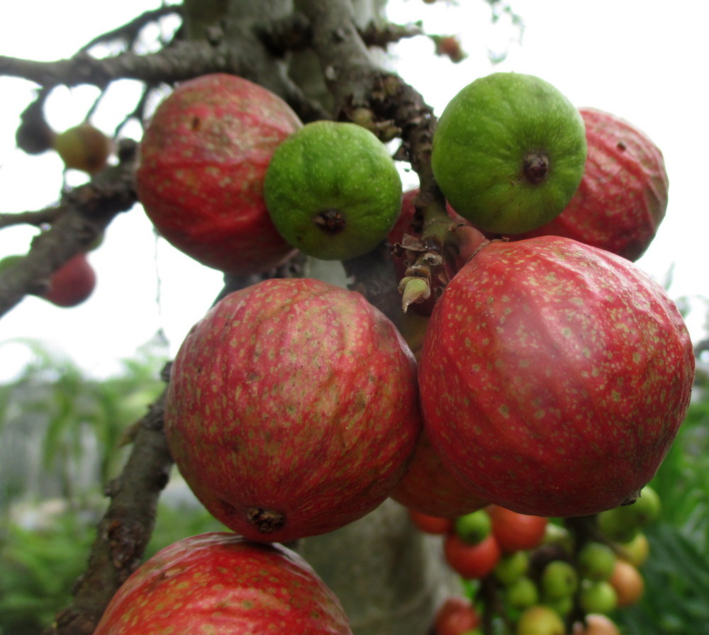 Изображение особи Ficus racemosa.