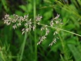 genus Poa. Соцветие. Иркутская обл., Шелеховский р-н, окр. пос. Глубокая. 22.06.2014.