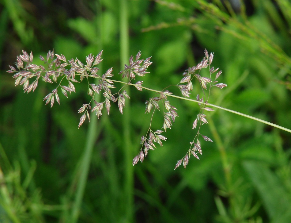 Image of genus Poa specimen.