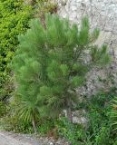 Pinus