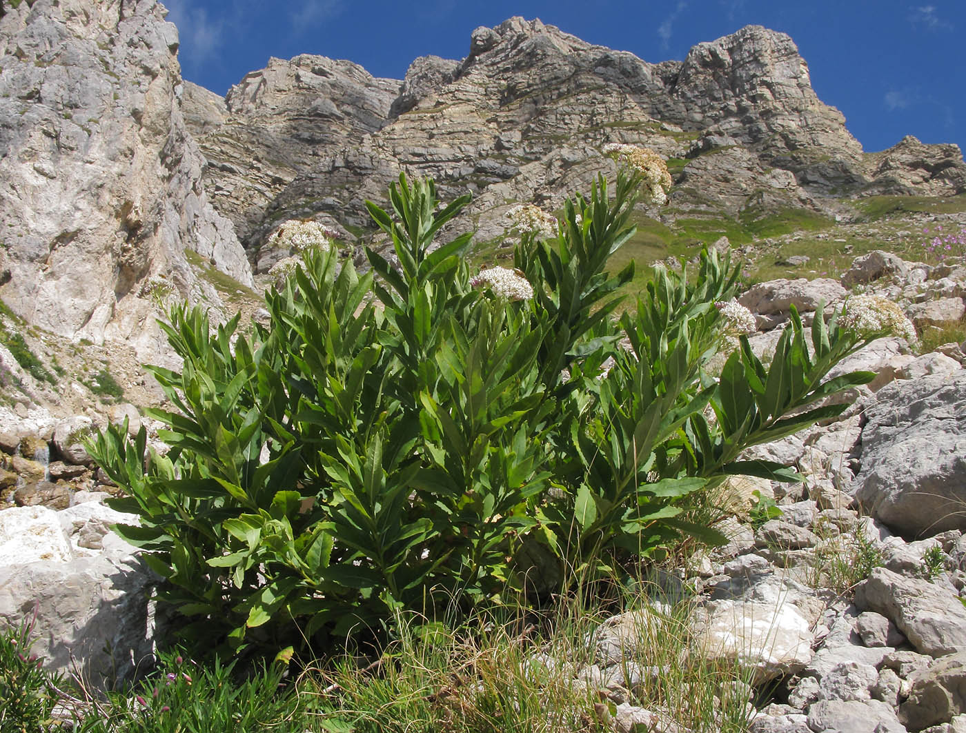 Image of Pojarkovia pojarkovae specimen.