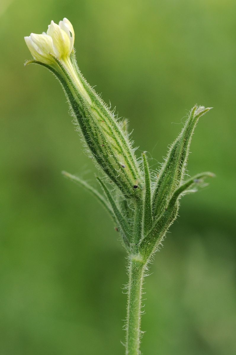 Image of Silene noctiflora specimen.