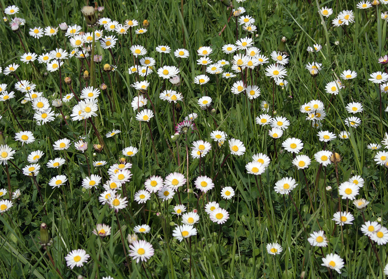 Image of Bellis perennis specimen.