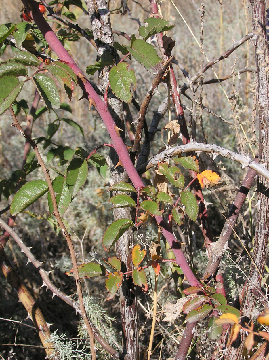 Image of genus Rosa specimen.