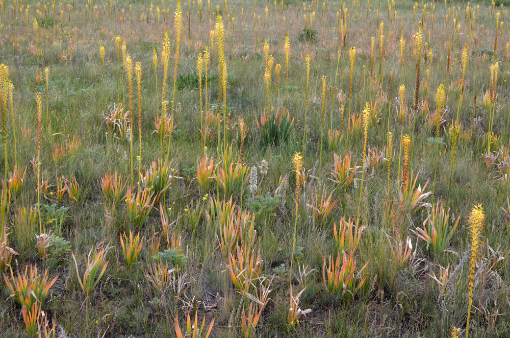 Image of Eremurus fuscus specimen.