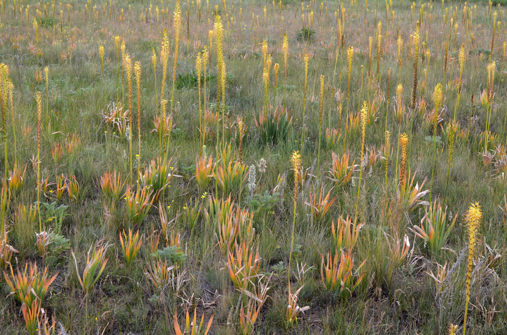 Изображение особи Eremurus fuscus.