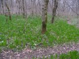 Ornithogalum arcuatum