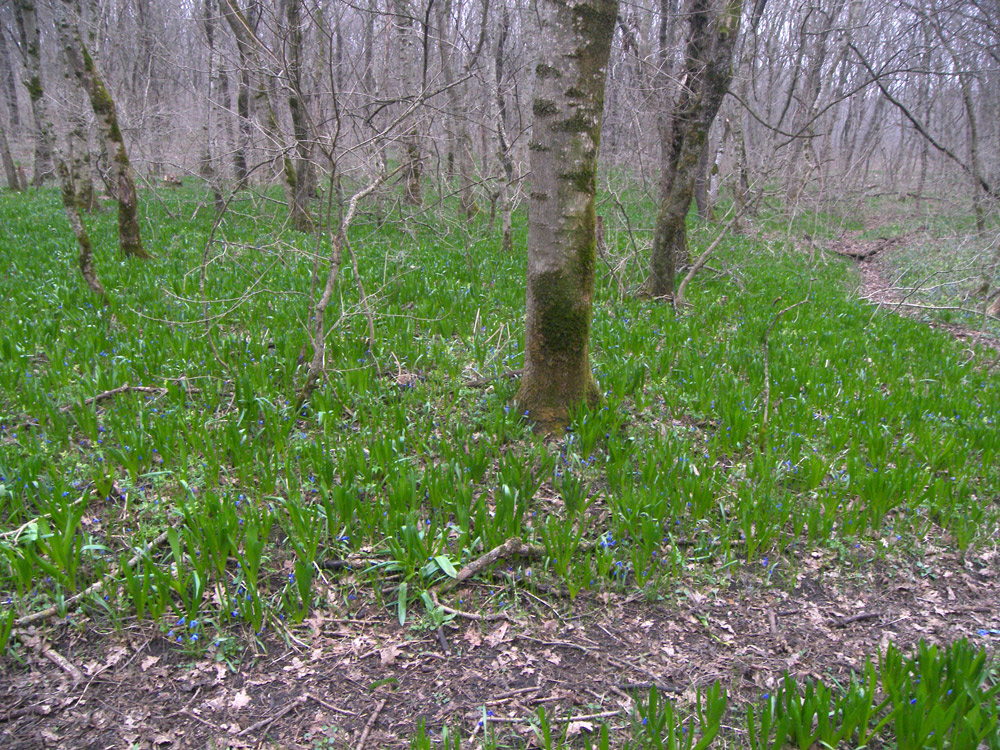 Изображение особи Ornithogalum arcuatum.