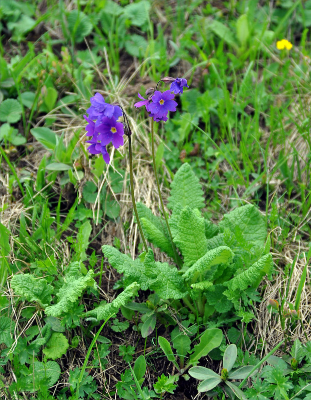 Image of Primula amoena specimen.