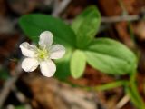 Moehringia lateriflora. Цветок. Якутия (Саха), южные окр. г. Якутска, опушка леса, у дороги. 11.06.2012.