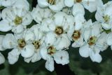 Crataegus douglasii. Цветки. Санкт-Петербург, 01.06.2009.