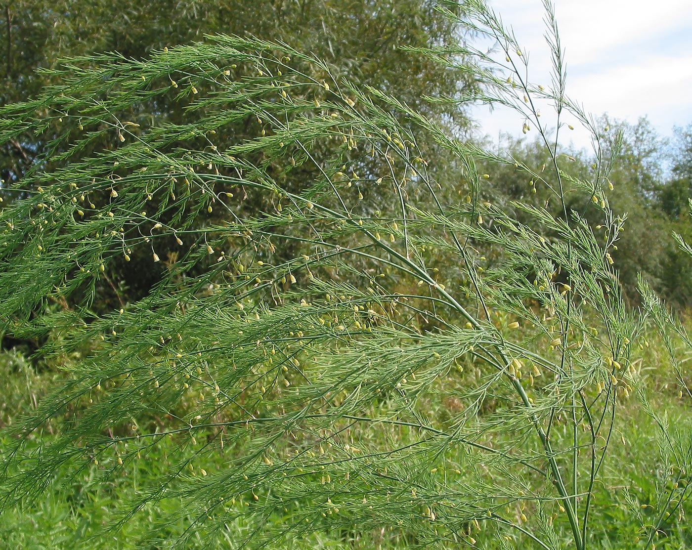 Image of Asparagus officinalis specimen.