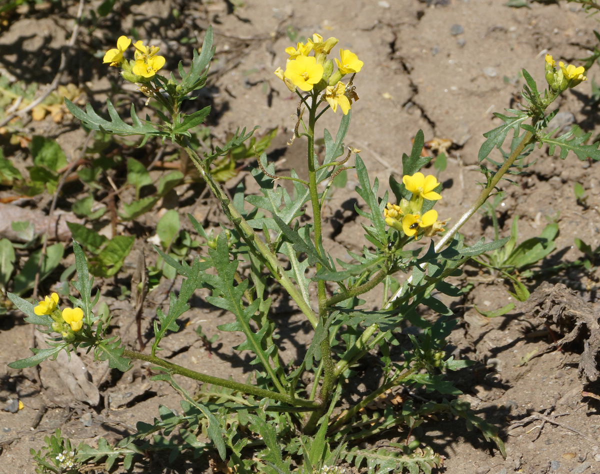 Image of Chorispora sibirica specimen.