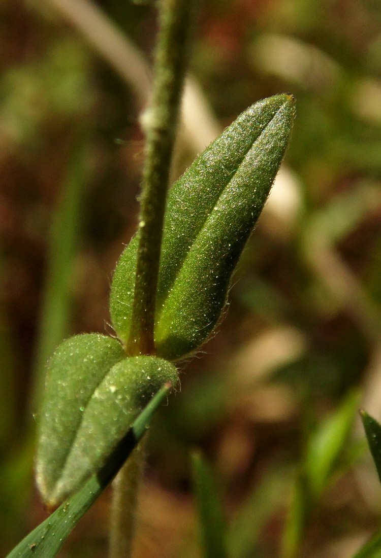 Image of Cerastium arvense specimen.