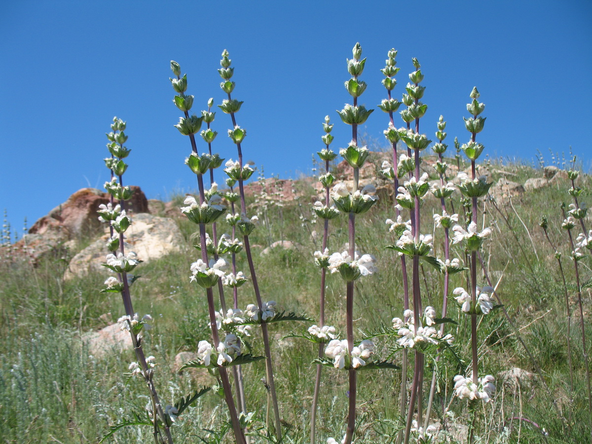 Image of Phlomoides iliensis specimen.