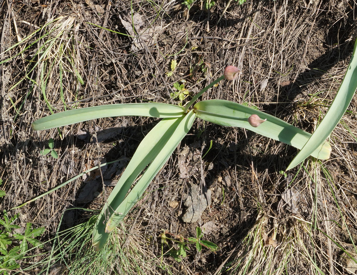 Image of Allium tulipifolium specimen.