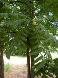 Juglans nigra. Ветвь с плодами. Ростовская обл., Азовский р-н, Александровский лес, пос. Лесхоз. 30.06.2015.