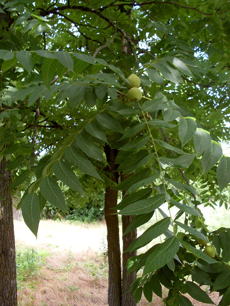 Image of Juglans nigra specimen.