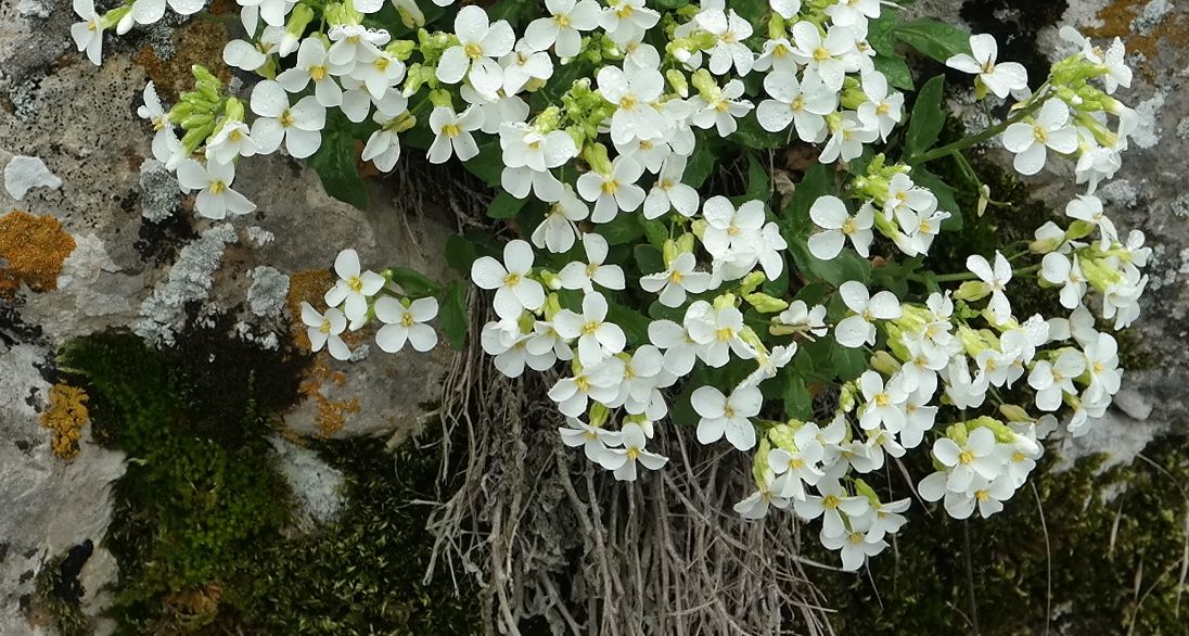 Изображение особи Arabis caucasica.