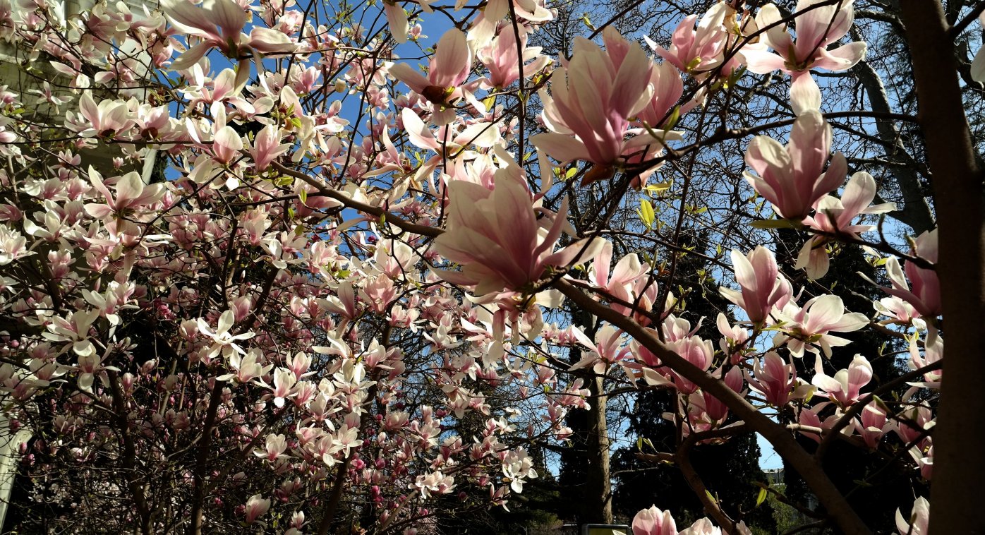 Image of Magnolia &times; soulangeana specimen.