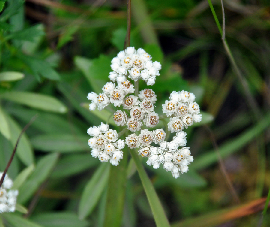 Image of Anaphalis pterocaulon specimen.