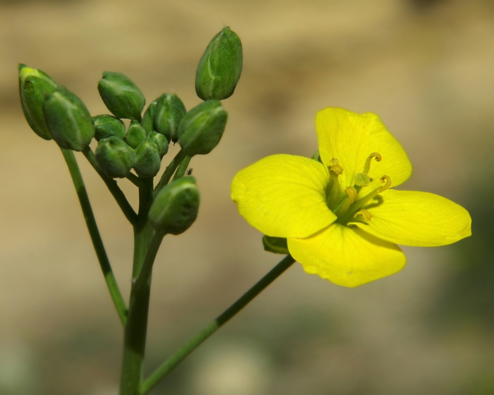 Изображение особи Diplotaxis tenuifolia.