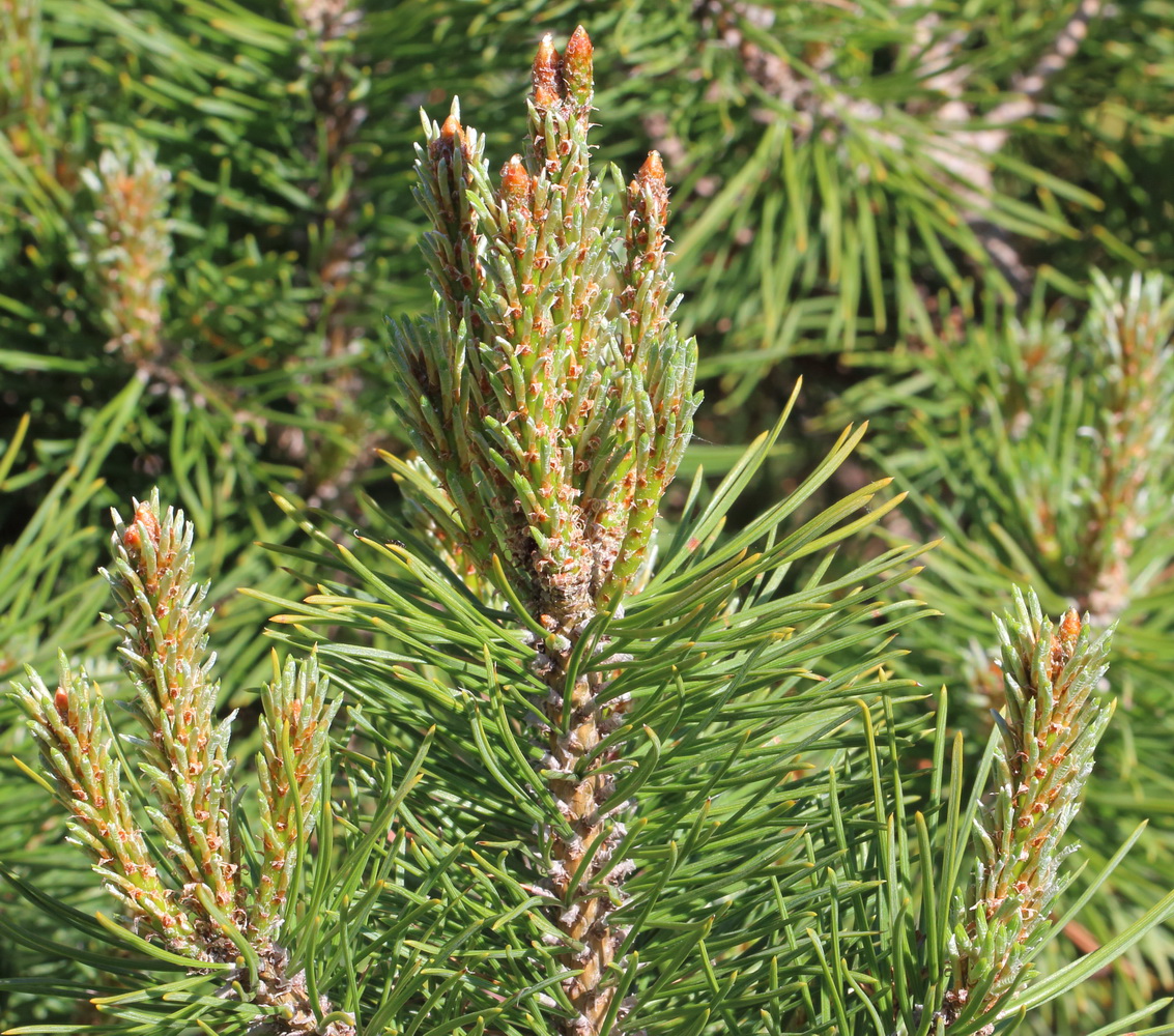 Image of Pinus contorta specimen.