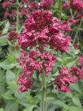 Centranthus ruber
