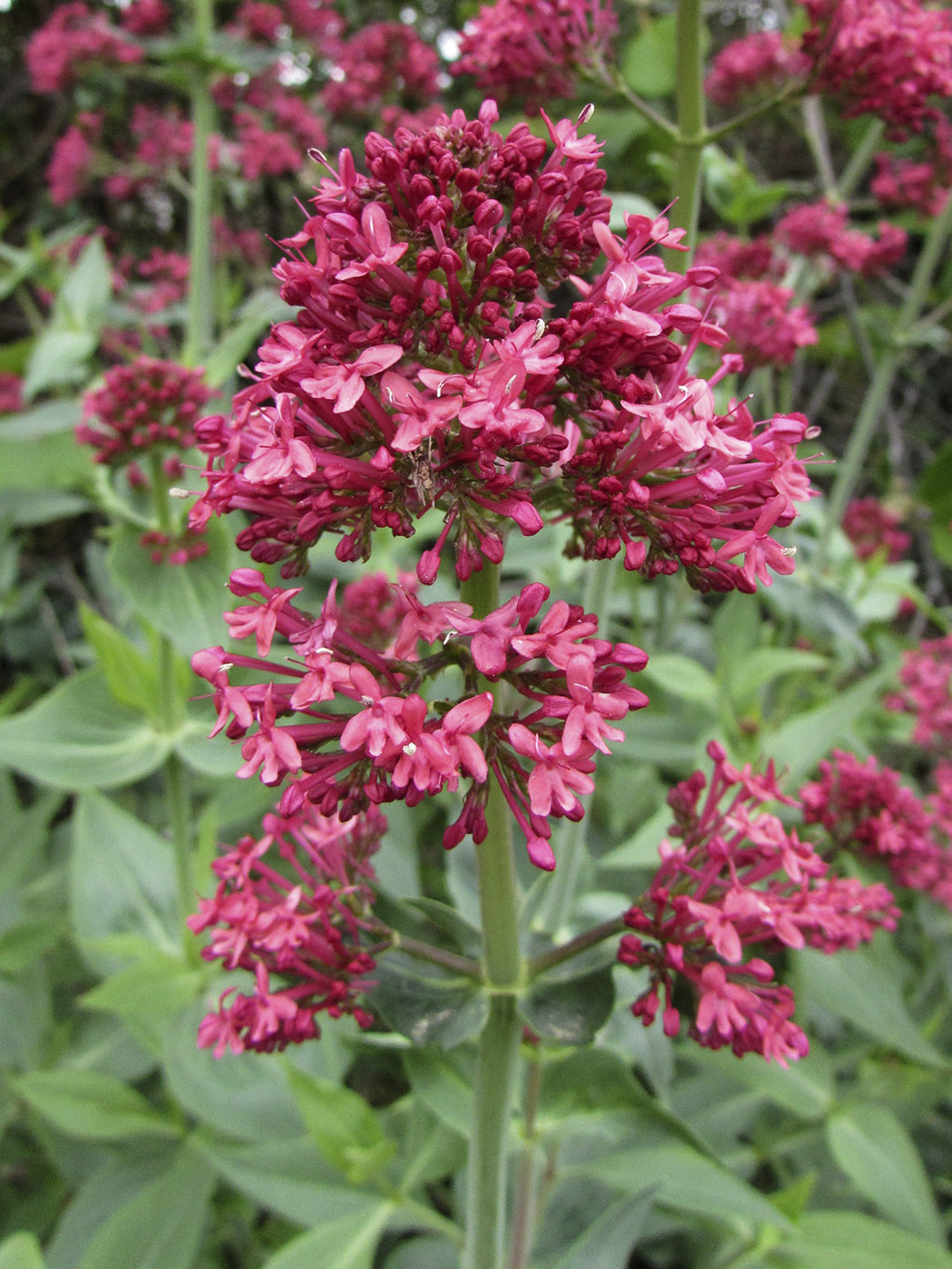 Image of Centranthus ruber specimen.