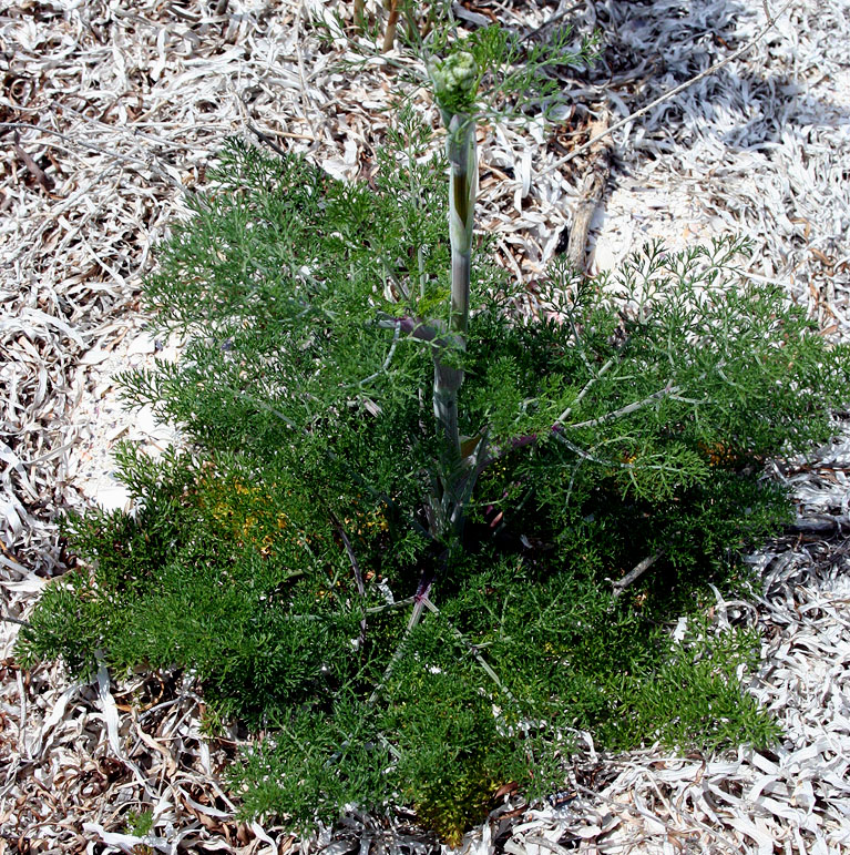 Изображение особи Astrodaucus littoralis.