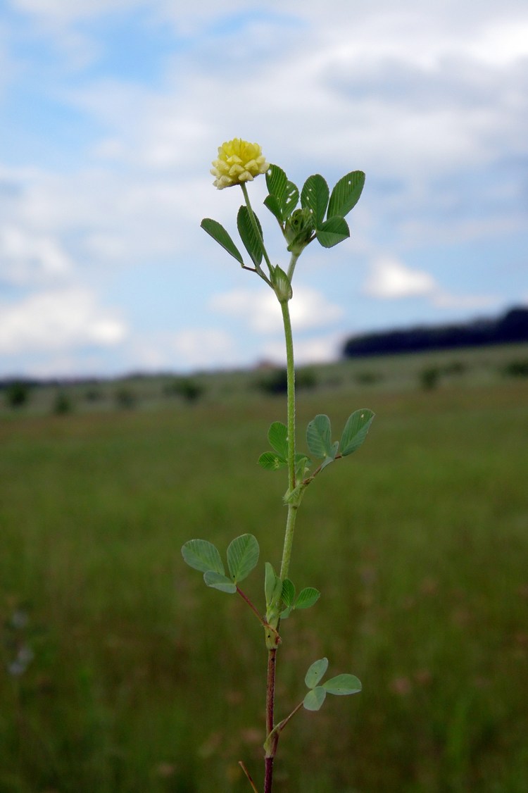 Image of Trifolium campestre specimen.