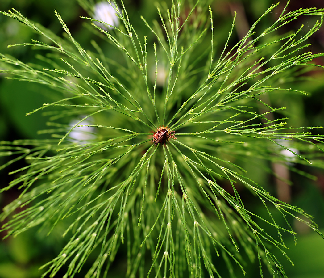 Изображение особи Equisetum sylvaticum.