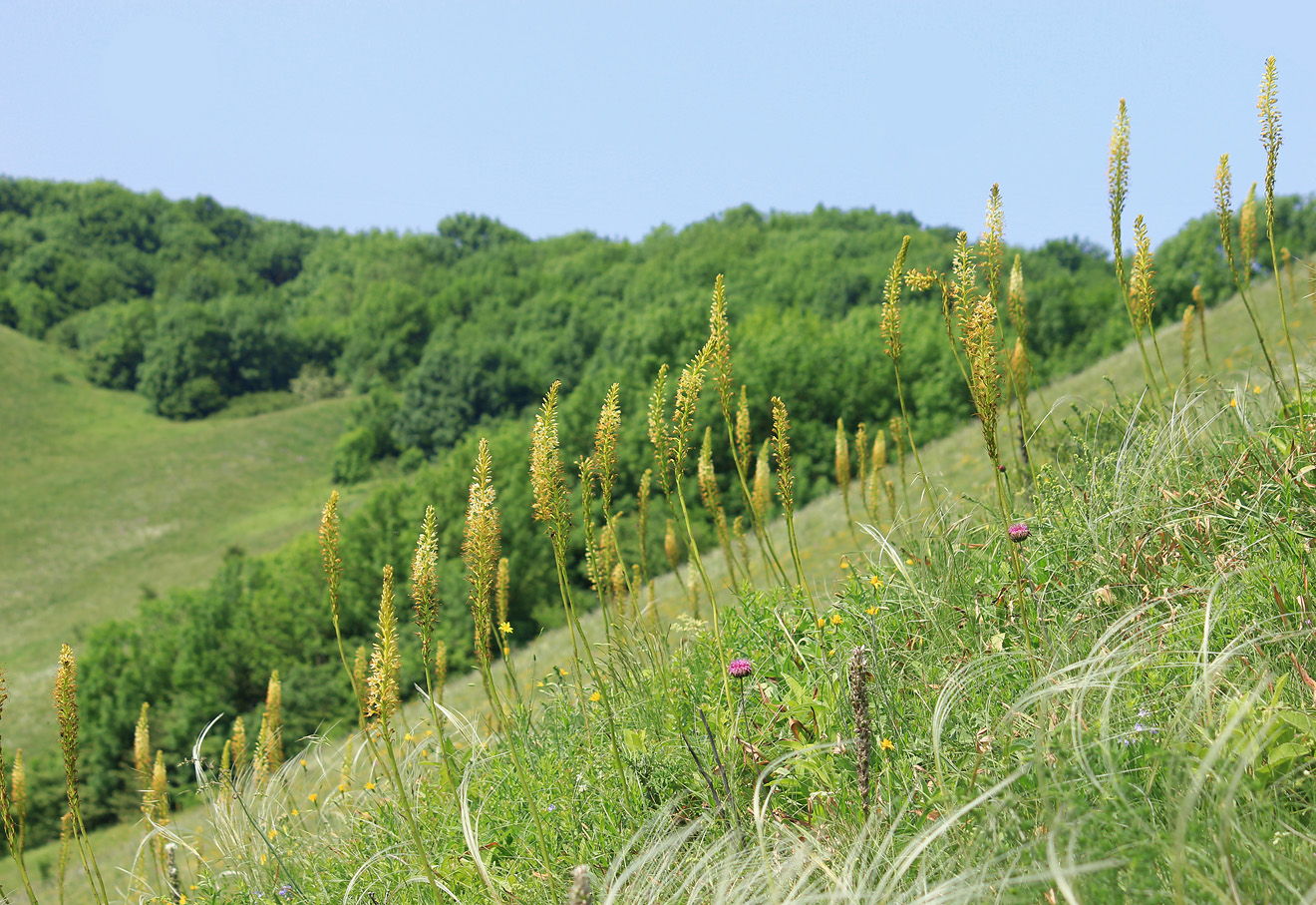 Изображение особи Eremurus spectabilis.