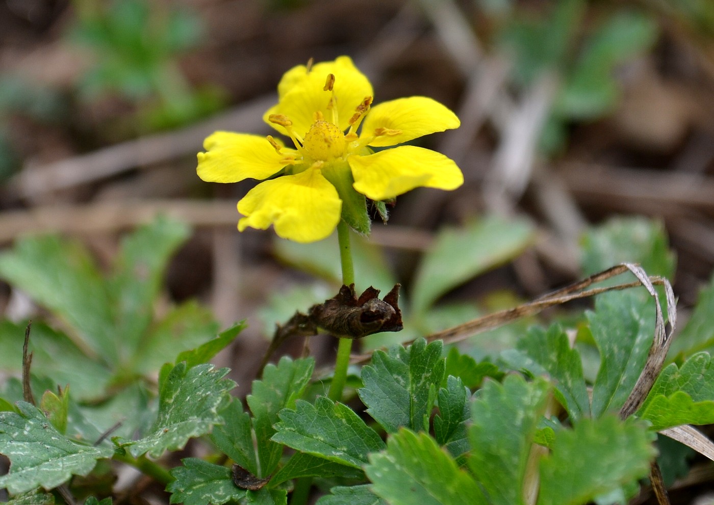 Изображение особи Potentilla reptans.