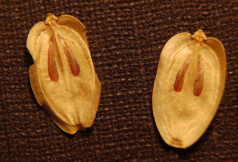 Image of Heracleum mantegazzianum specimen.