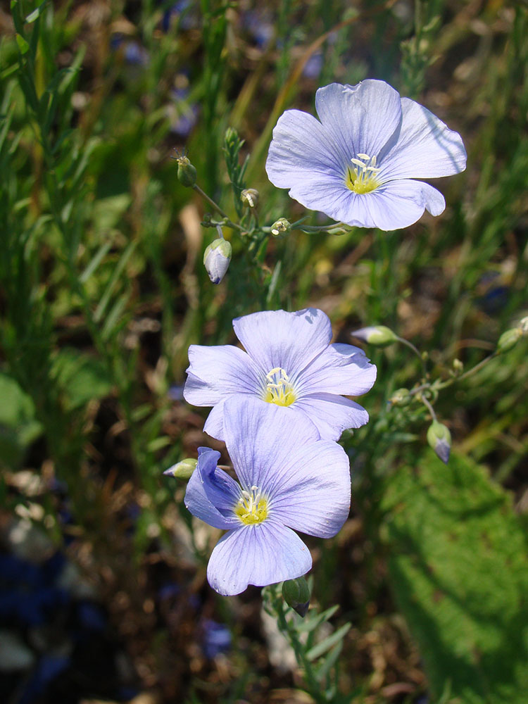 Изображение особи Linum perenne.