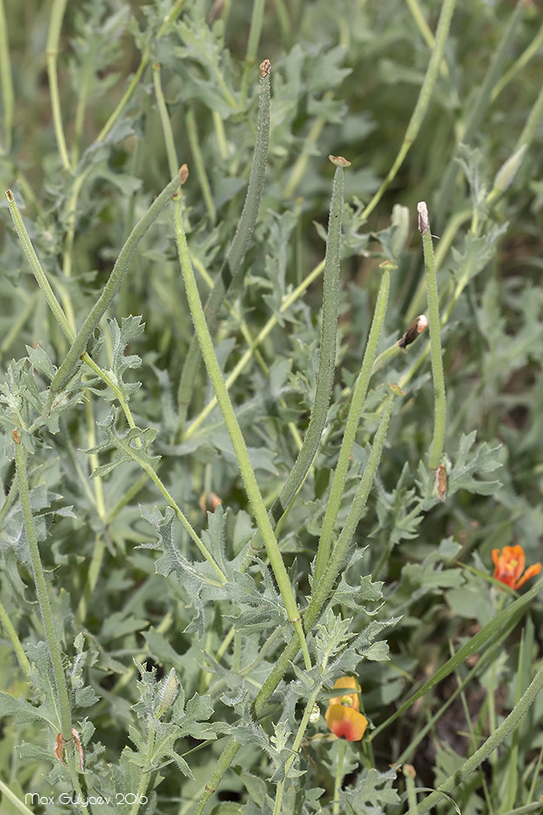 Image of Glaucium corniculatum specimen.