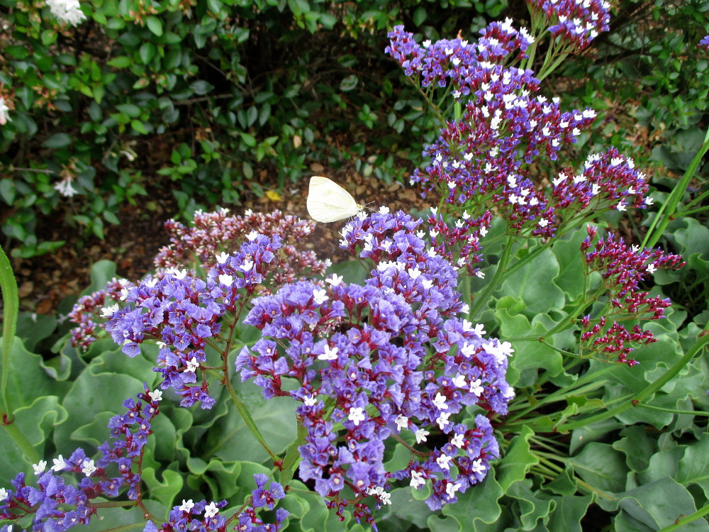 Изображение особи Limonium perezii.