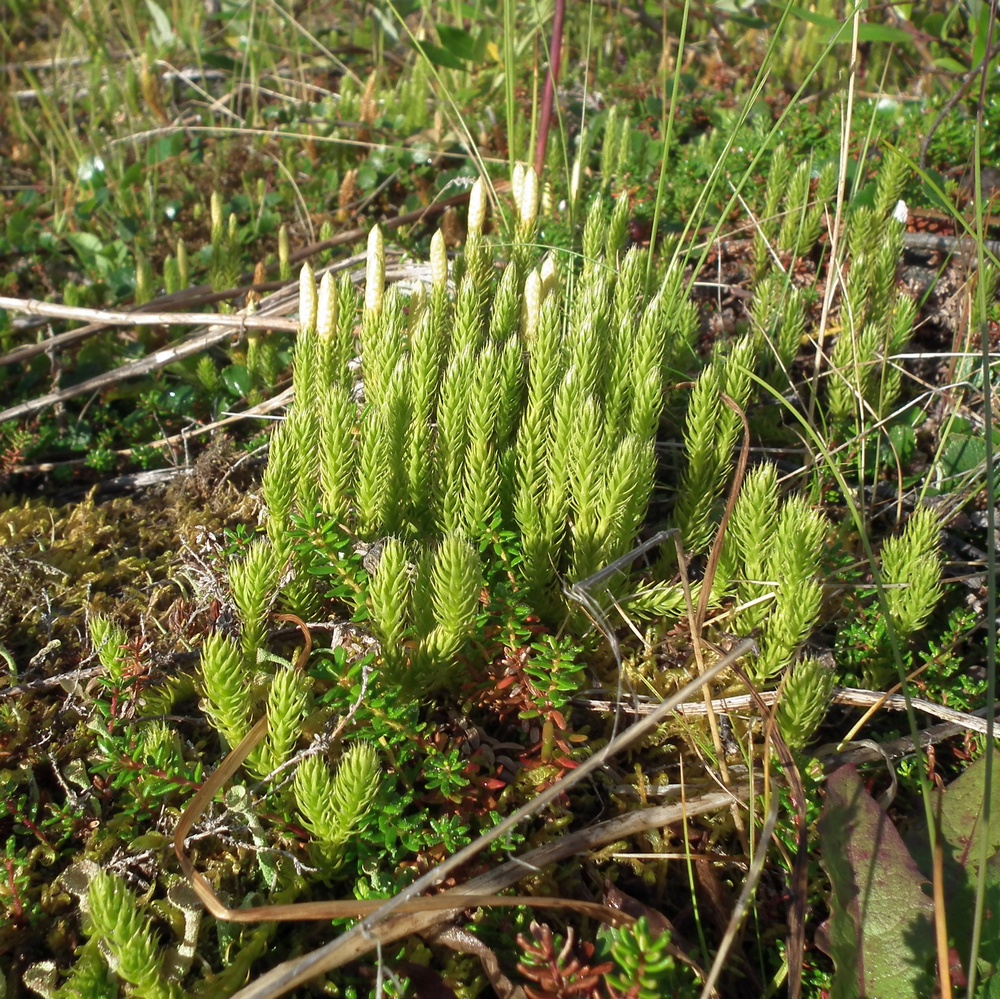 Image of Lycopodium dubium specimen.