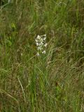 Habenaria linearifolia. Верхушка цветущего растения. Приморье, ЗАТО Фокино, о. Путятина, оз. Гусиное, заболоченная часть озера. 17.08.2016.