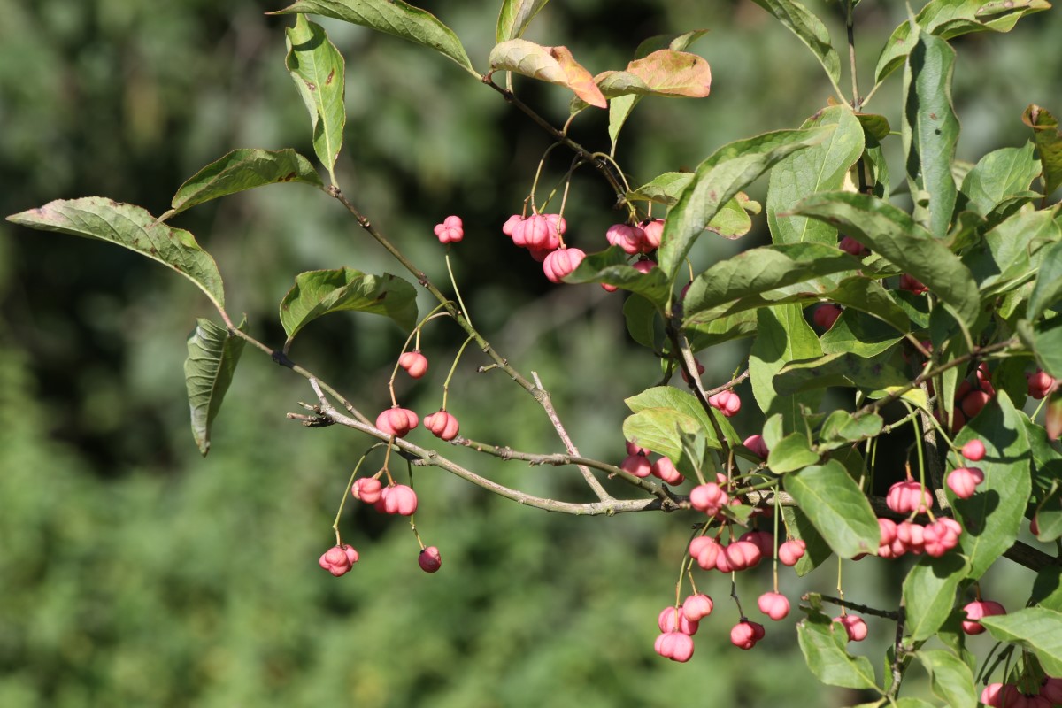 Изображение особи Euonymus europaeus.