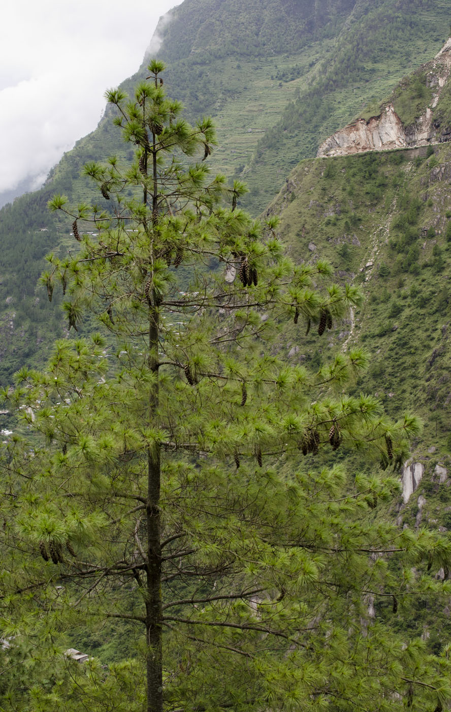 Изображение особи Pinus wallichiana.