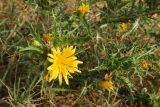 Scolymus hispanicus